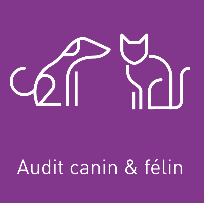 icone audit canin