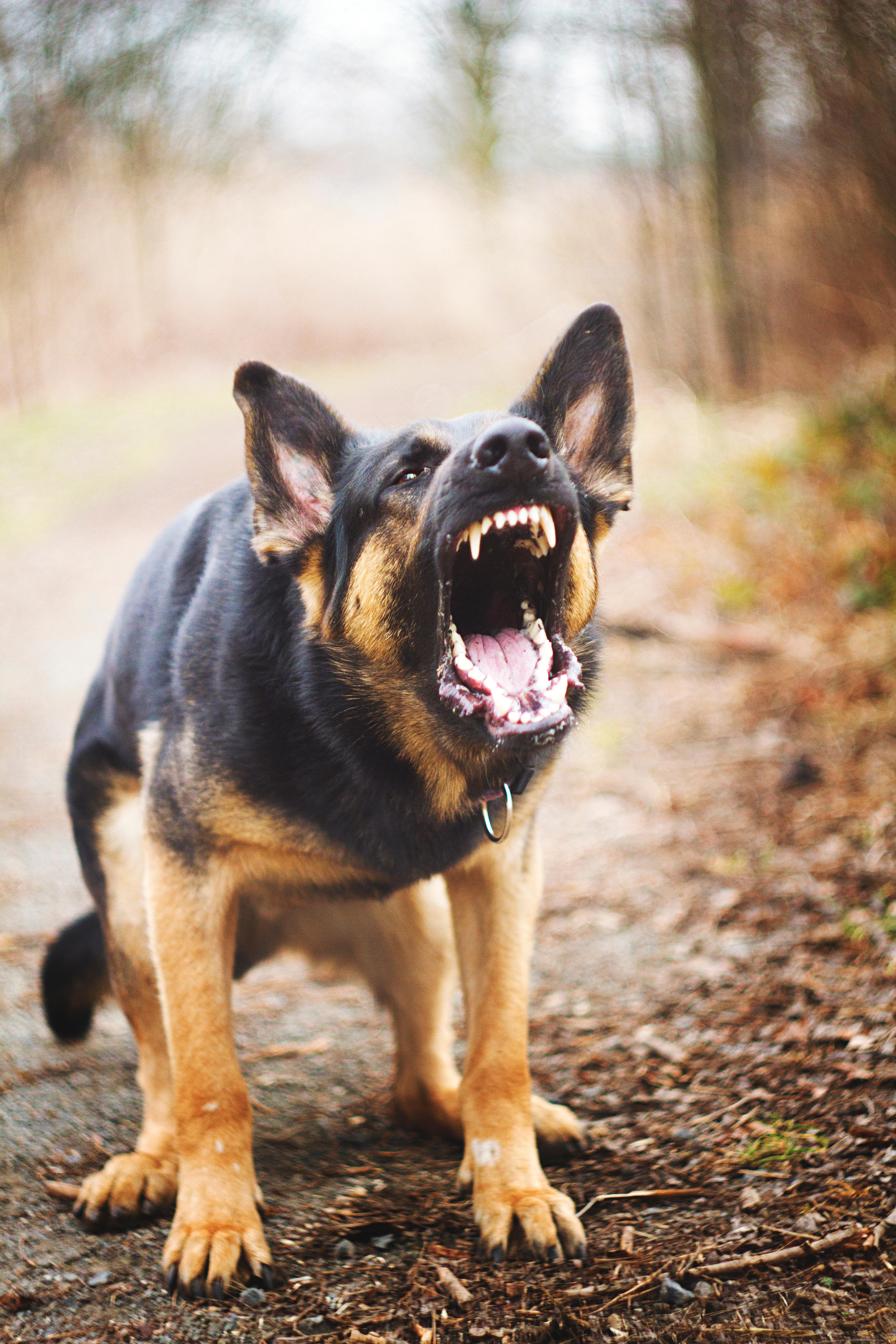 Animal chien rage iStock 475991701