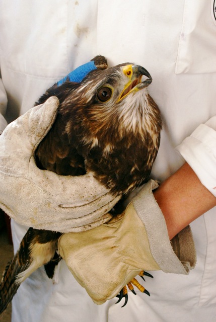 Buse variable contention