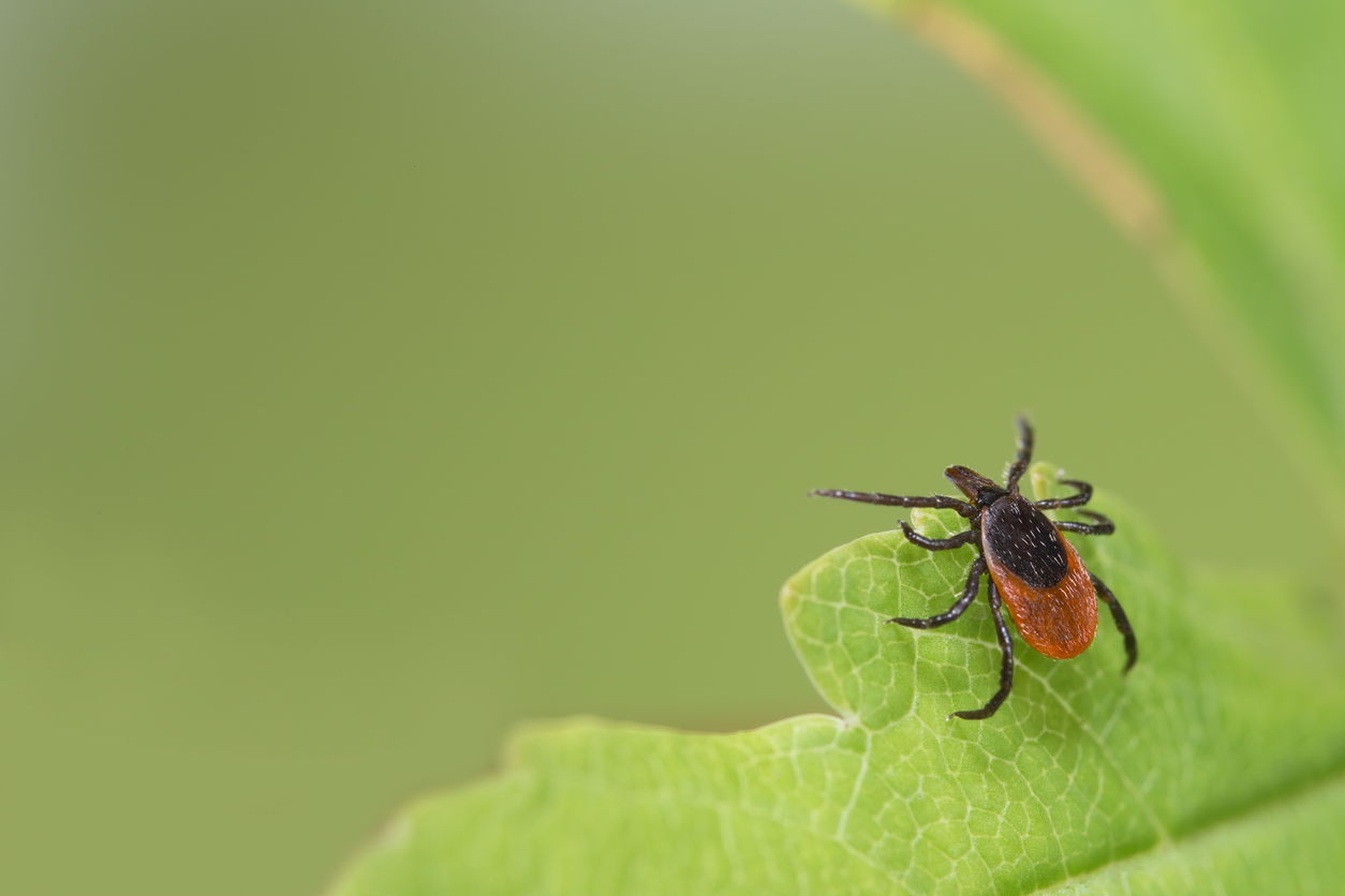 Closeup of hidden dangerous mite. Carrier of tick-borne diseases as encephalitis or Lyme disease