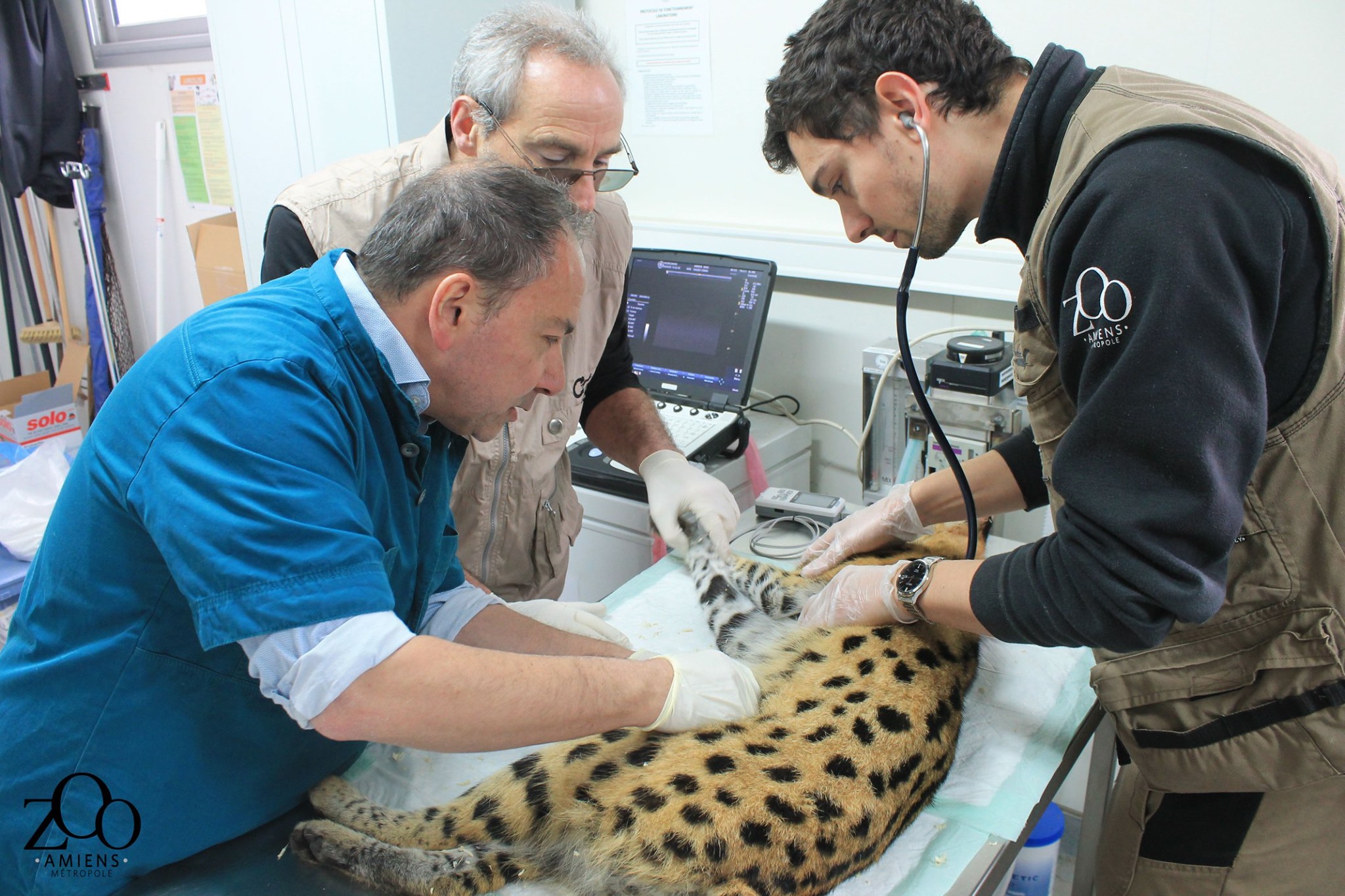 Photo Serval