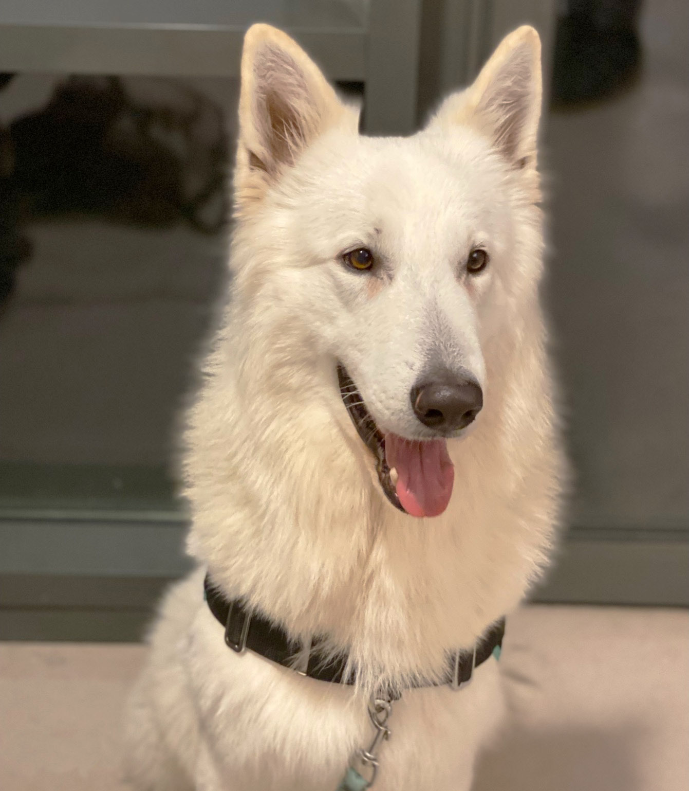 berger blanc suisse