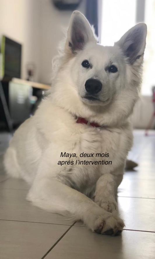 chien berger blanc suisse