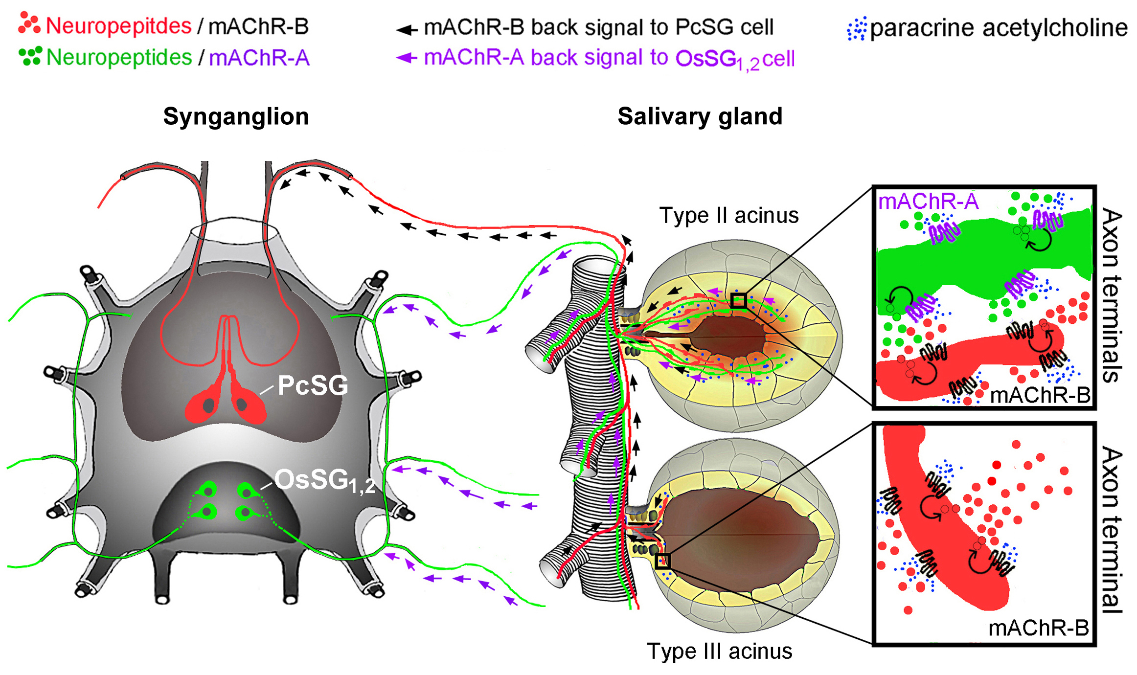 Figure 2a