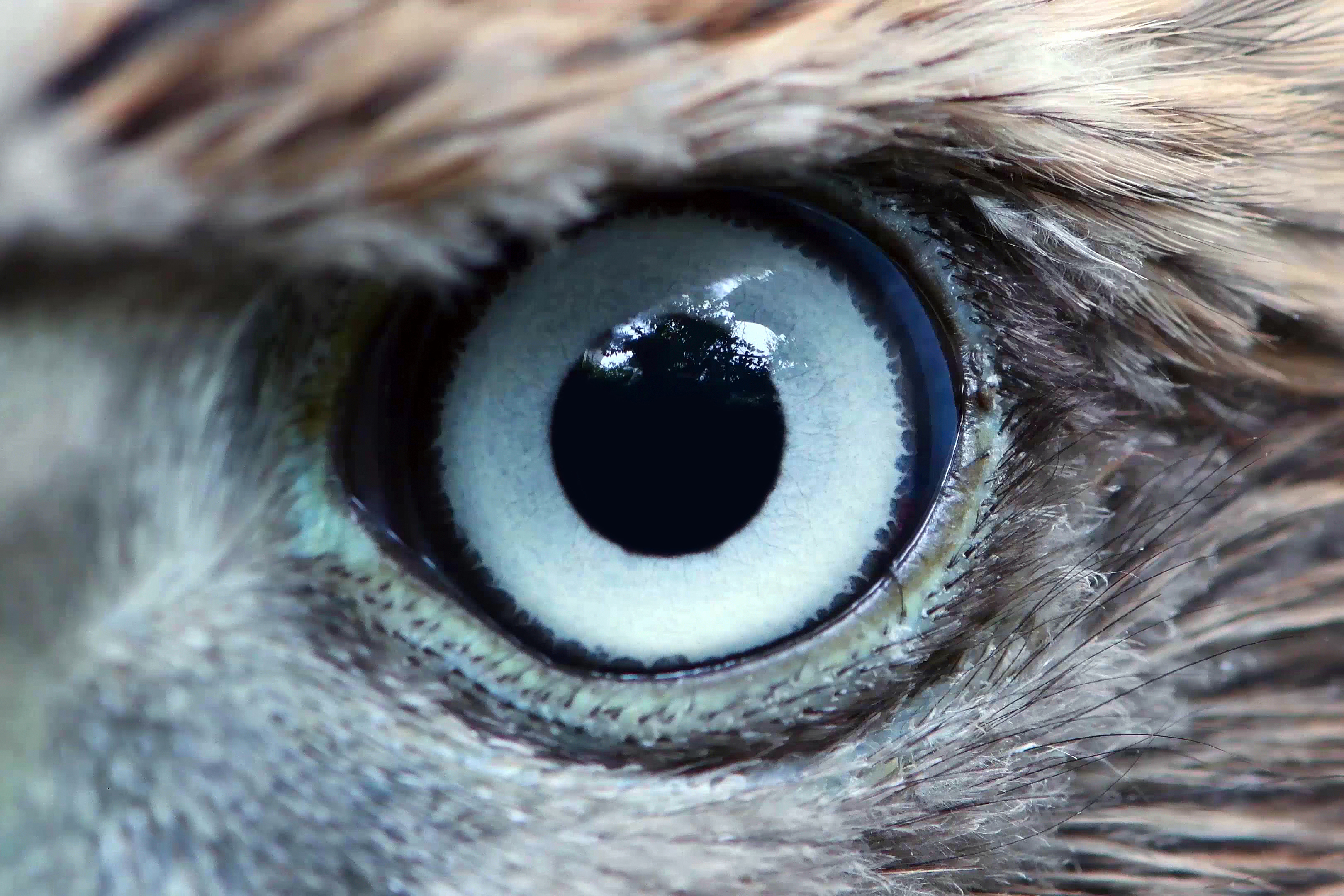 Eagle eye close-up, macro, eye of young Goshawk (Accipiter gentilis).