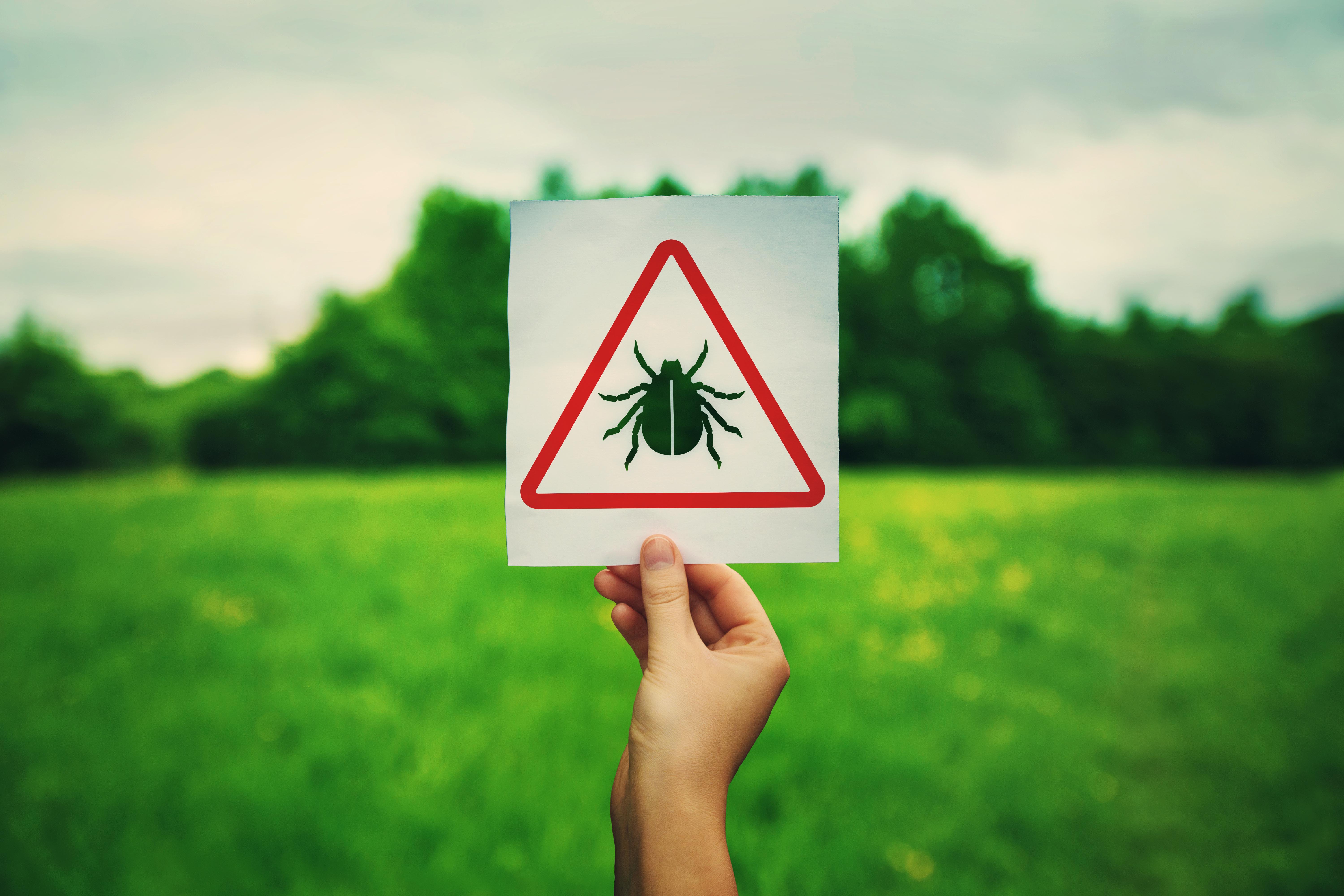 Hand holding a warning sign for ticks parasite danger over the park green lawn background. Different bug bites, health risk, causes infections, lyme disease and needs urgent medical treatment.