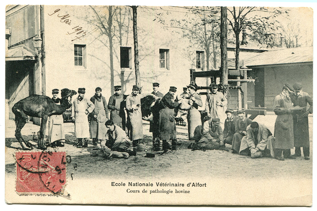 La clinique des ruminants