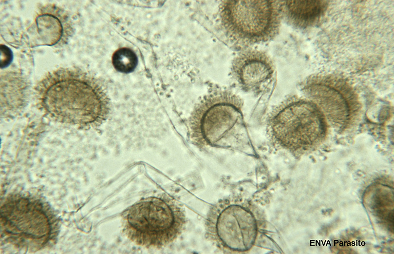 r1897 9 aspergillus fumigatus0036 3 72dpi