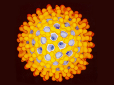 r1927 9 virologie 2 72dpi