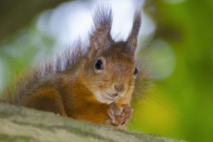 Soutenez Faune Alfort